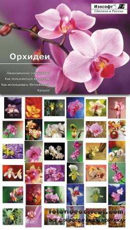 Izosoft - Orchids (IZ085)