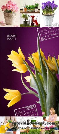 Stock Photo - Indoor plants and flowers