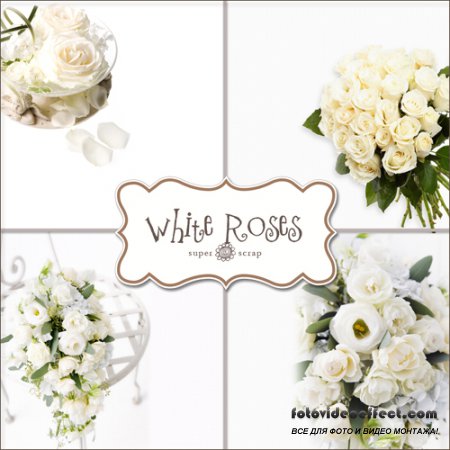 Textures - White Roses Backgrounds