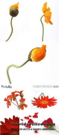 PhotoAlto PA284 Flower Portraits