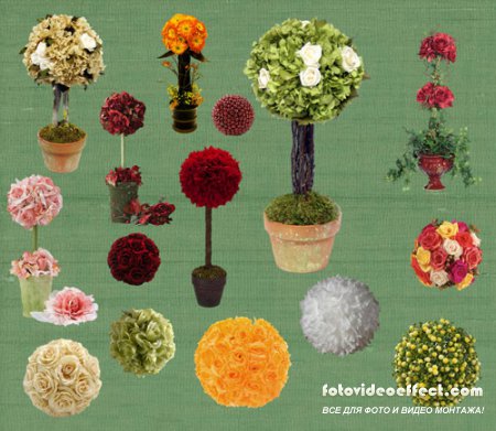 PSD Clipart - Flower Topiary