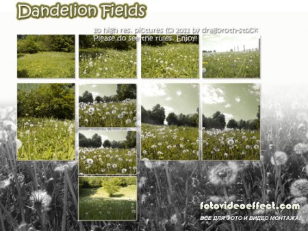 Stock Photo - Dandelion Fields