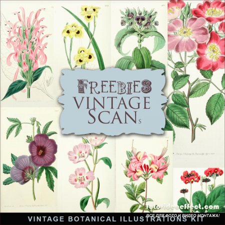 Scrap-kit - Vintage Botanical Illustrations #2