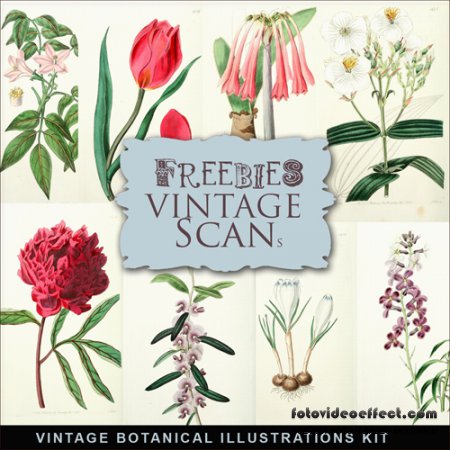 Scrap-kit - Vintage Botanical Illustrations #1