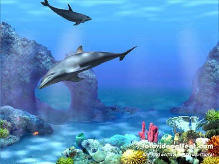 Dolphins 3D Screensaver and Animated Wallpaper 1.0 Build 3 (2012/ML/RUS)