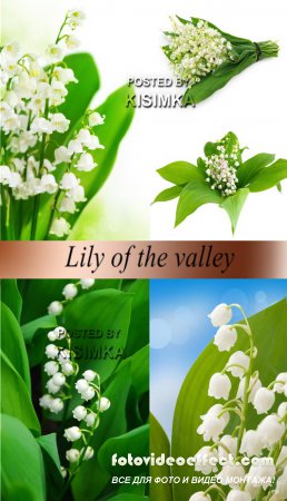 Stock Photo: Lily of the valley
