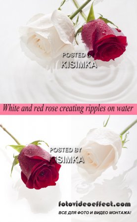 White and red rose creating ripples on water