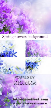 Stock Photo: Spring flowers background 12