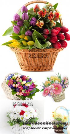 Stock Photo: Flowers in basket 12