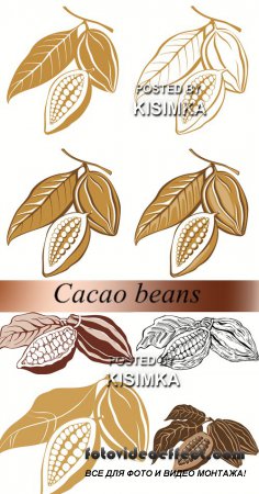 Stock: Cacao beans