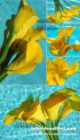 Stock Photo: Yellow calla lilies