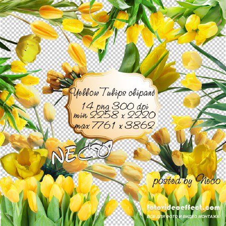 Yellow Tulips clipart -    PNG 