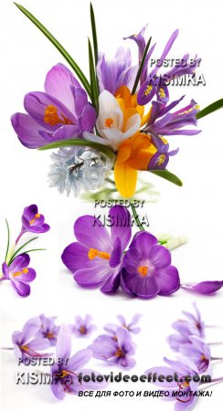 Stock Photo: Violet crocuses