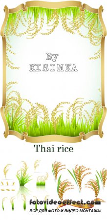Stock: Thai rice