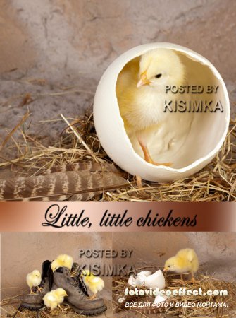 Stock Photo: Little, little chickens