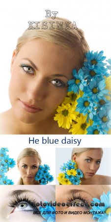 Stock Photo: He blue daisy