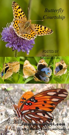 Stock Photo: Butterfly Courtship