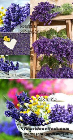 Stock Photo: Lavender