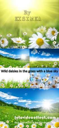 Stock Photo: Wild daisies in the grass with a blue sky