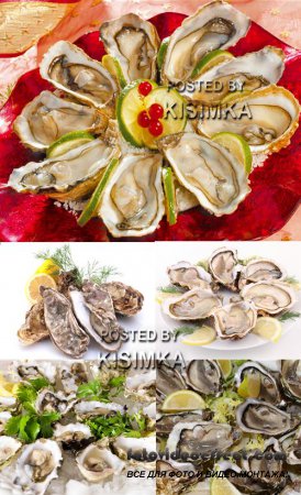Stock Photo: Oysters on the half shell