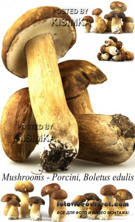 Stock Photo: Mushrooms - Porcini, Boletus edulis