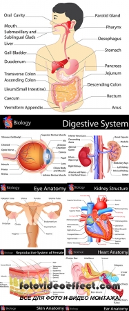 Stock: Digestive System