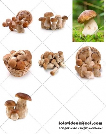  ,  | Mushrooms delicious -  