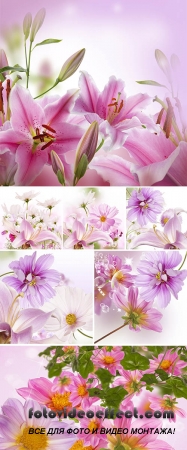 Stock Photo: Beautiful flower background