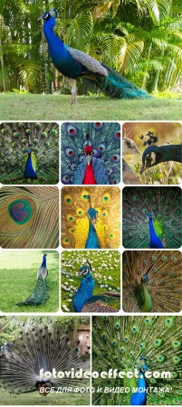 Stock Photo: Peacocks