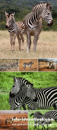 Stock Photo: Zebras