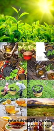  Stock Photo: Cup of tea and tea plantation