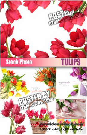 UHQ Stock Photo - Tulips