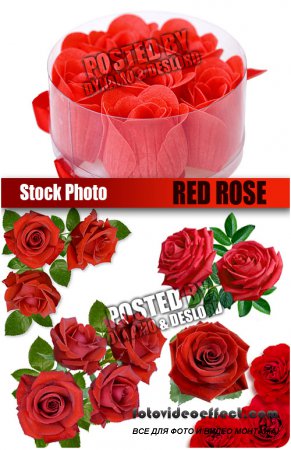 UHQ Stock Photo - Red Rose