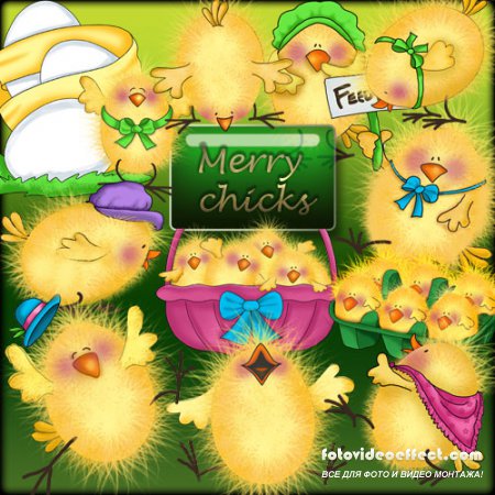 Merry chicks -    png